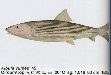 Albula vulpes